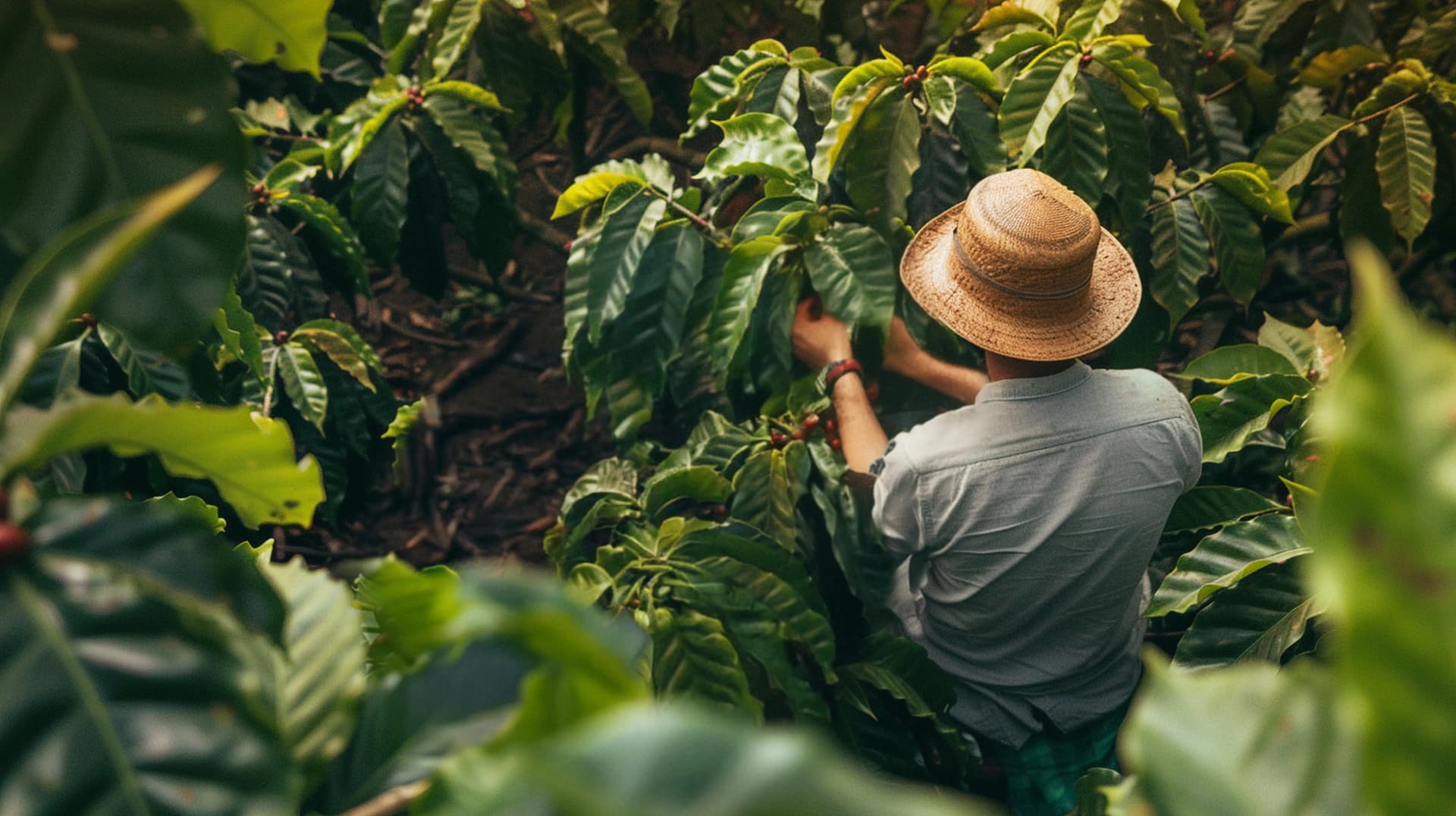 Cafetal en Santa María, Huila